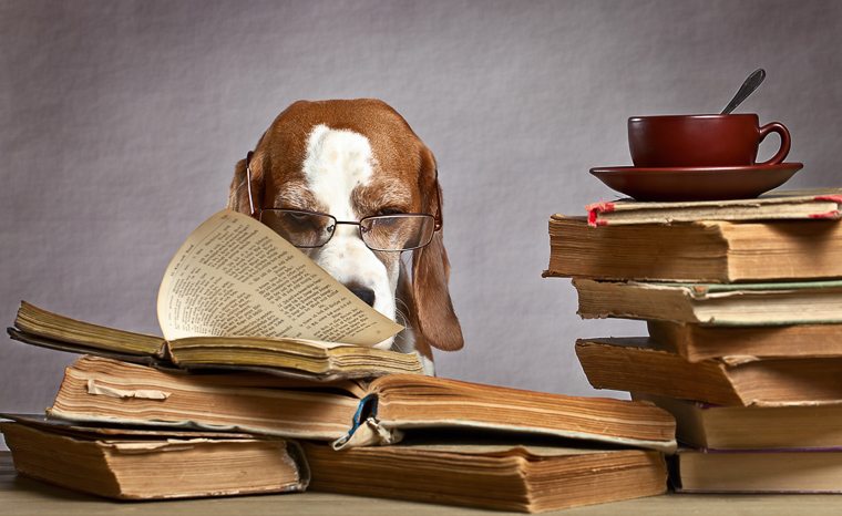 dog-reading-stack-of-books