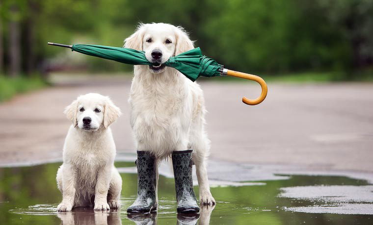 dogs-with-umbrella-in-the-rain