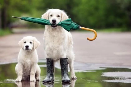 GoUp-featured-dogs-with-umbrella-in-the-rain